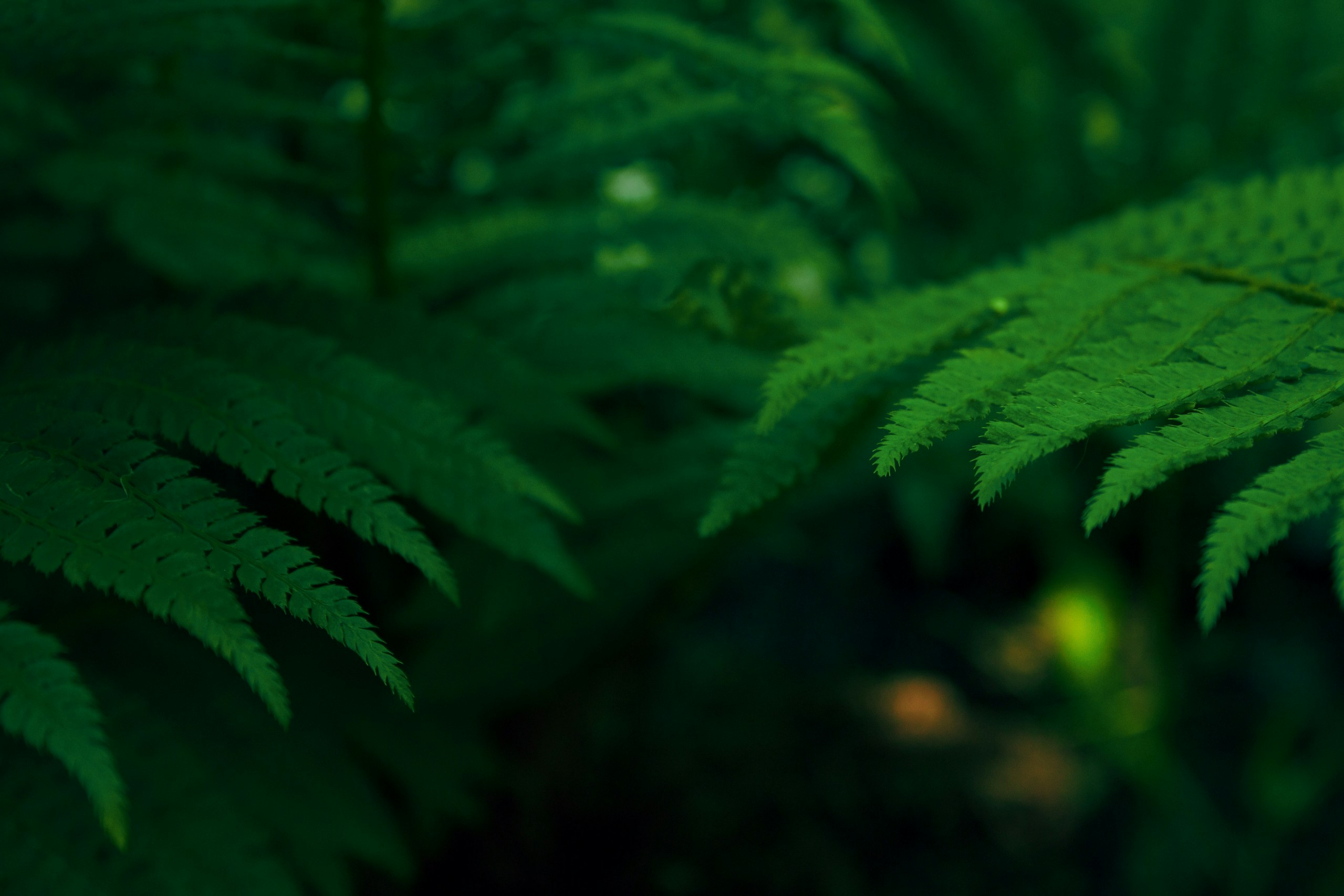 A close-up image of green leaves.