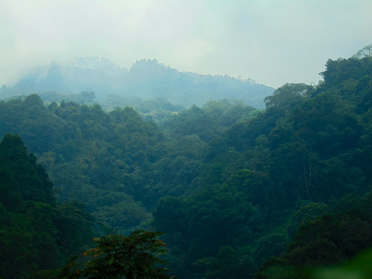 Photo of the tops of rainforest trees, with the sun shining through a misty haze