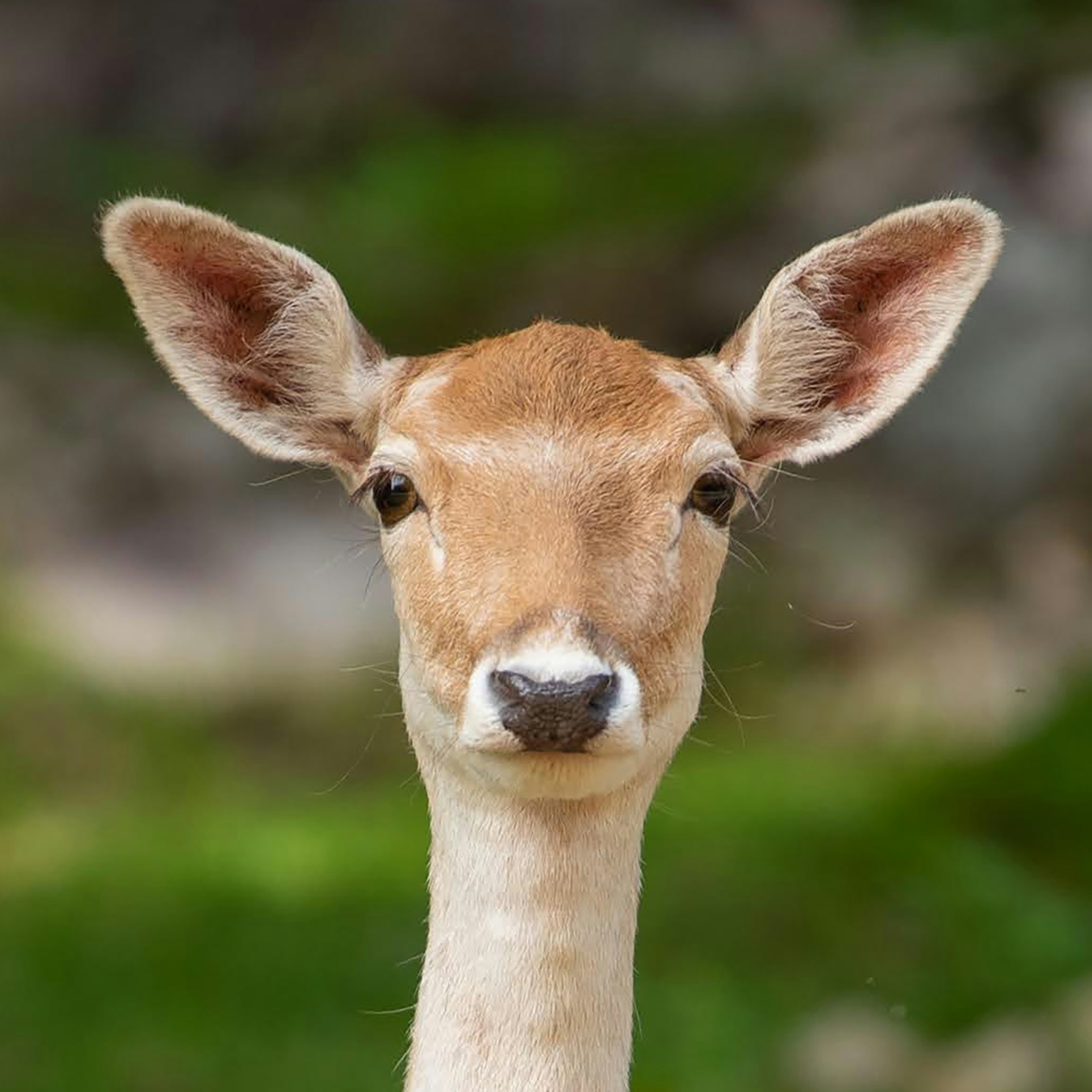 A headshot of a deer looking directly at the camera.